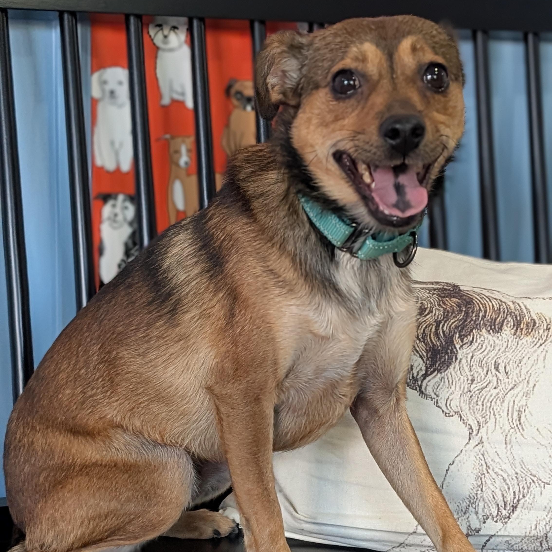 Buddy, a Adoptable Mixed Breed in Joppa, AL image 3/5