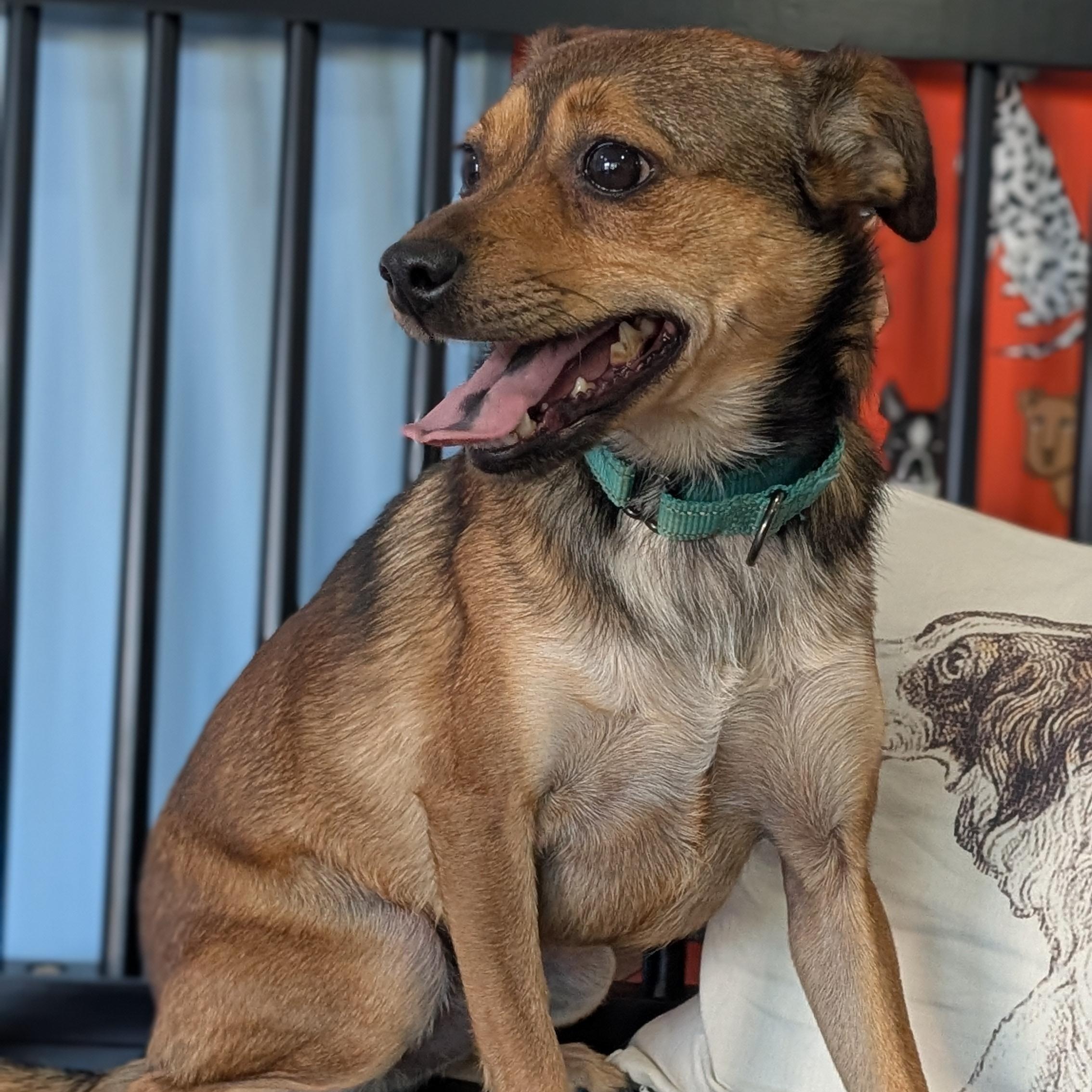 Buddy, a Adoptable Mixed Breed in Joppa, AL image 4/5