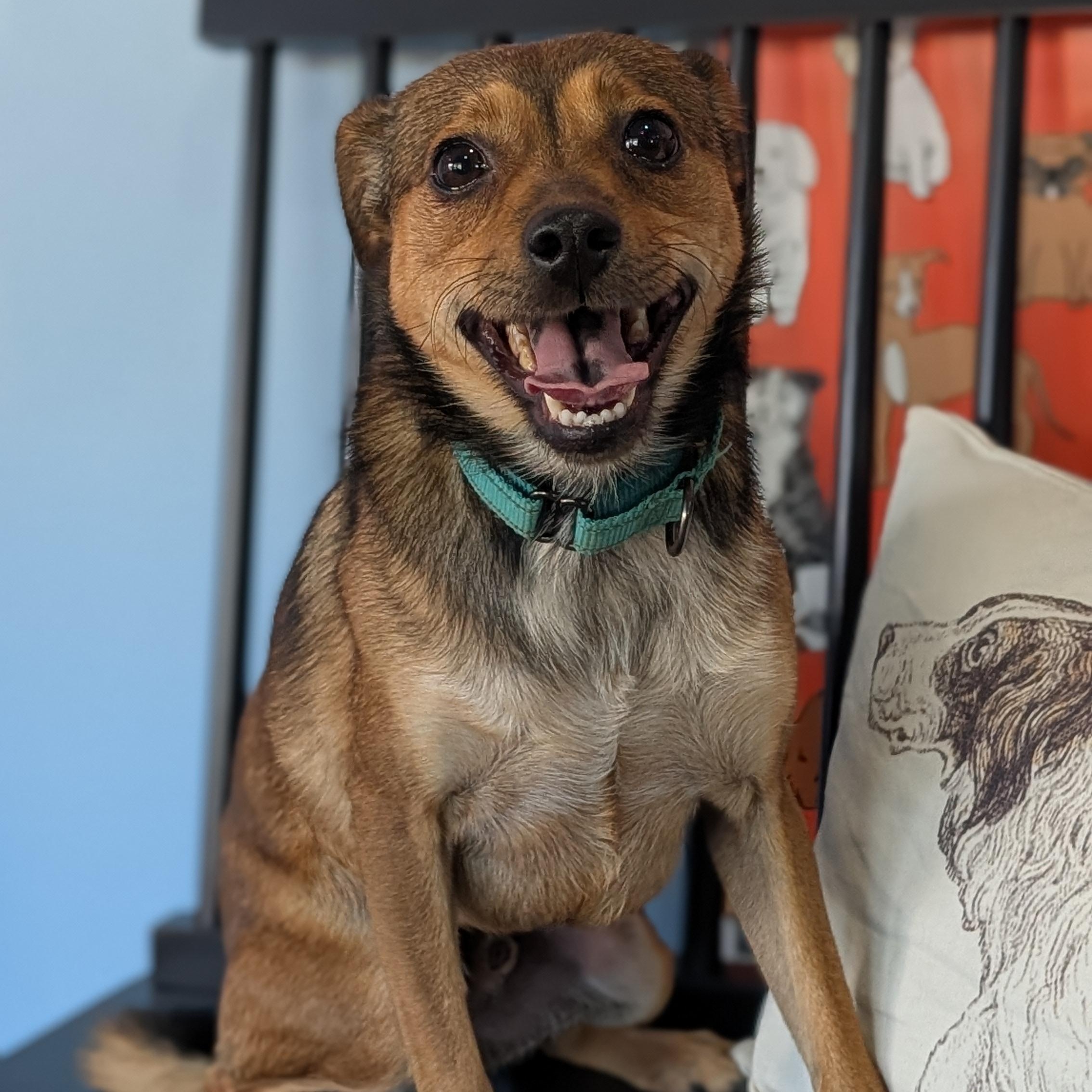 Buddy, a Adoptable Mixed Breed in Joppa, AL image 1/5