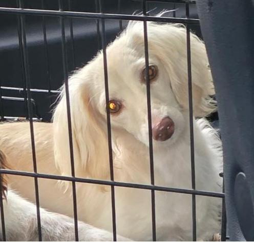 Gisele, adopted, Young Female Dachshund (Miniature Long Haired).