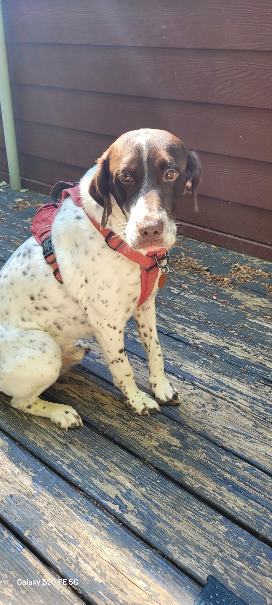 Kamir, a ADOPTABLE German Shorthaired Pointer in Richmond, VA image 3/4