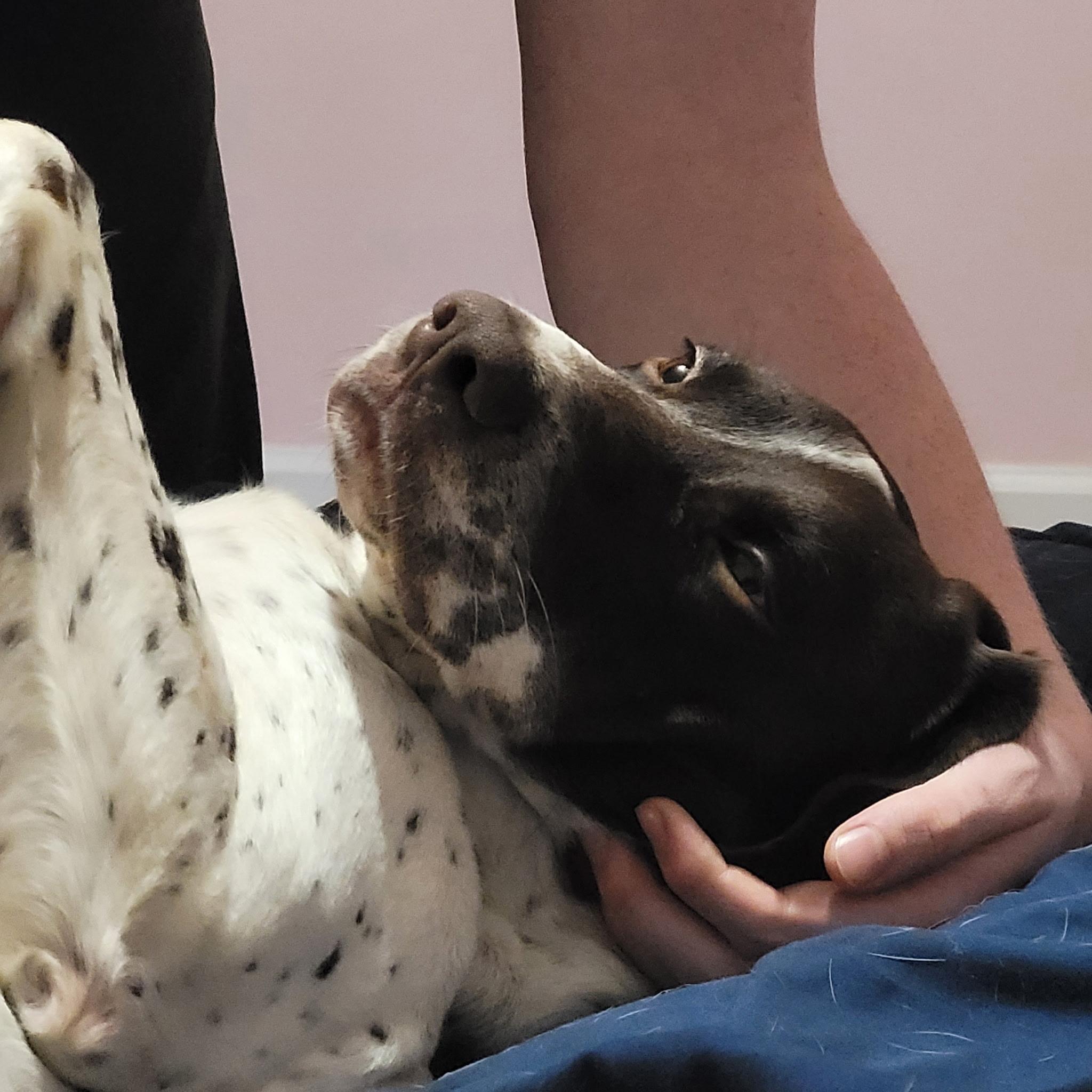 Kamir, a ADOPTABLE German Shorthaired Pointer in Richmond, VA image 2/4