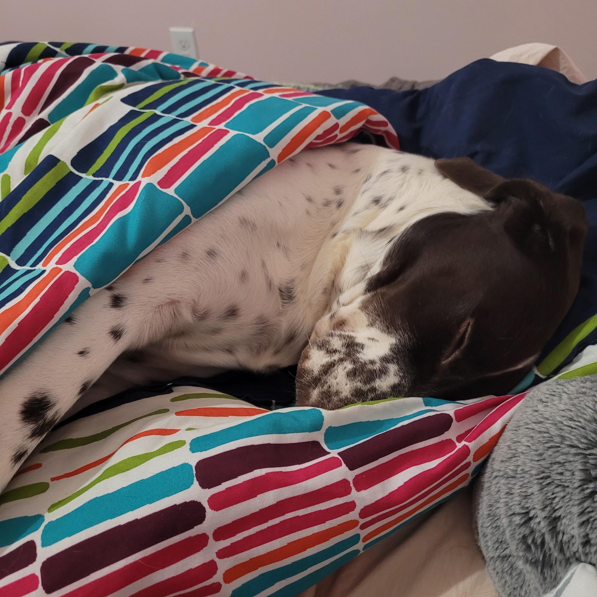 Kamir, ADOPTABLE, Adult Male German Shorthaired Pointer.