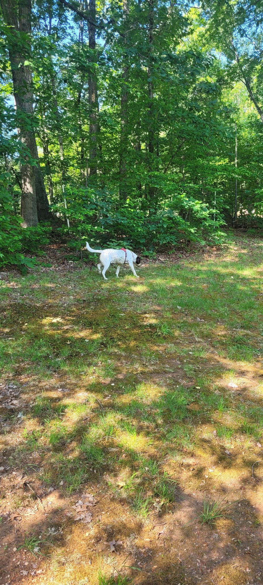 Kamir, a ADOPTABLE German Shorthaired Pointer in Richmond, VA image 4/4