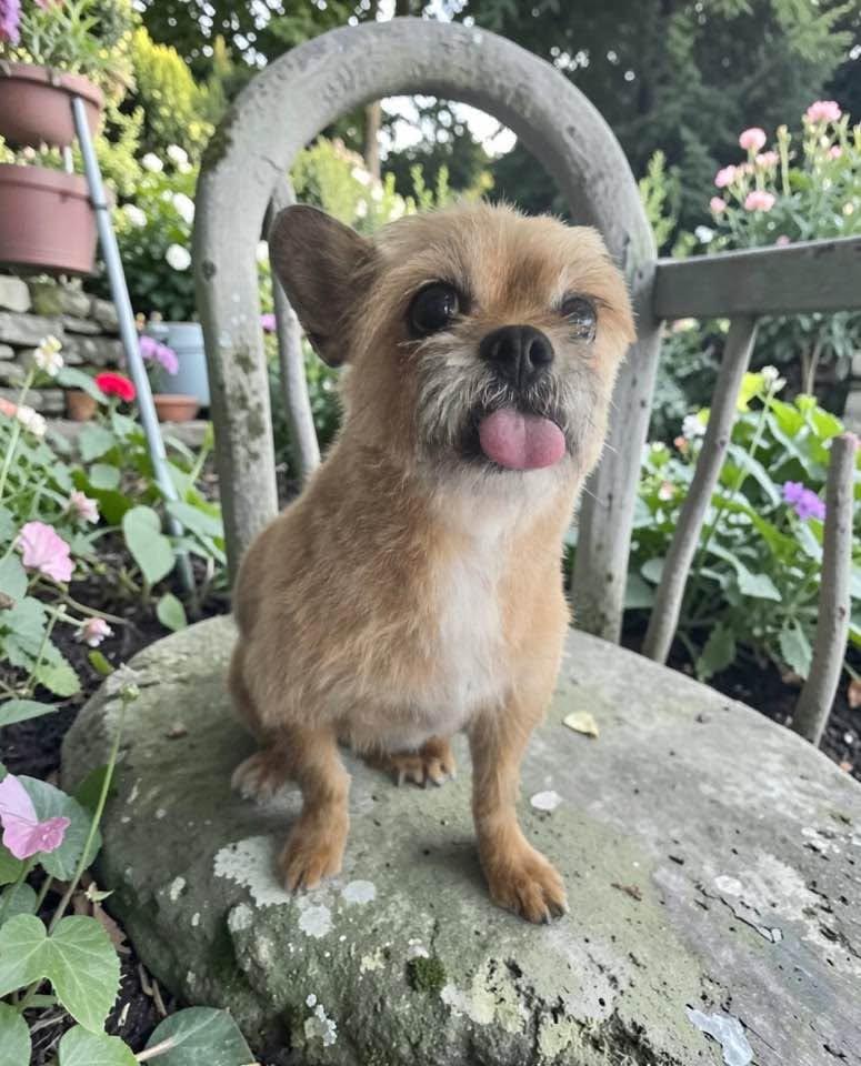 Enlarge Coco, a Adoptable mixed breed in Las Vegas, NV image 2/4