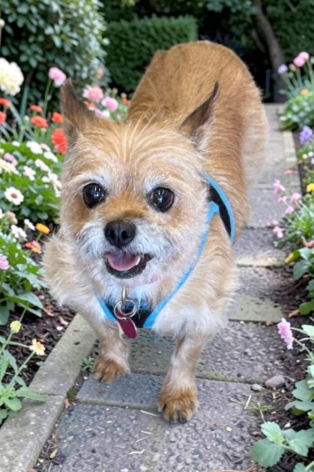 Enlarge Coco, a Adoptable mixed breed in Las Vegas, NV image 3/4