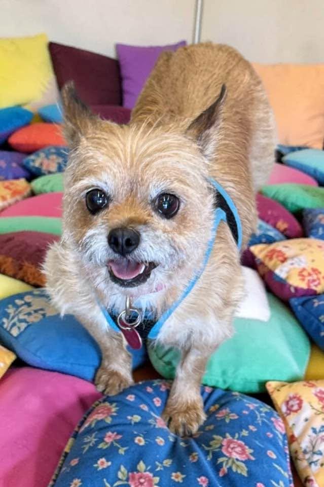 Enlarge Coco, a Adoptable mixed breed in Las Vegas, NV image 1/4