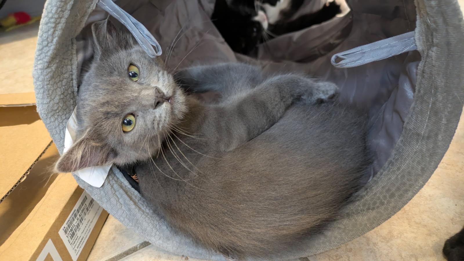 Desmond, ADOPTABLE, Kitten Male Domestic Short Hair.