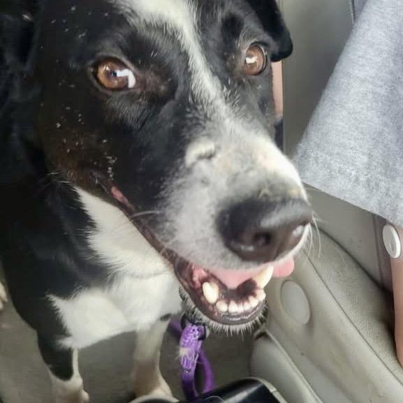 Verona, Adoptable, Adult Female Mixed Breed.