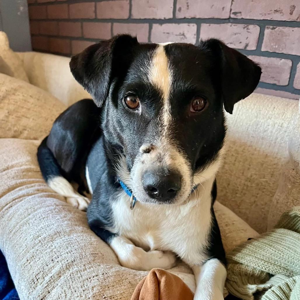 Verona, a Adoptable Mixed Breed in Fredericksburg, VA image 2/4