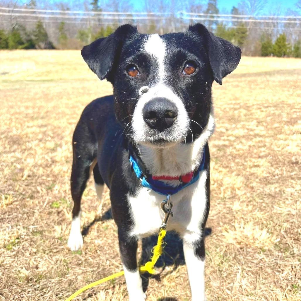 Enlarge Verona, a Adoptable Mixed Breed in Fredericksburg, VA image 2/4