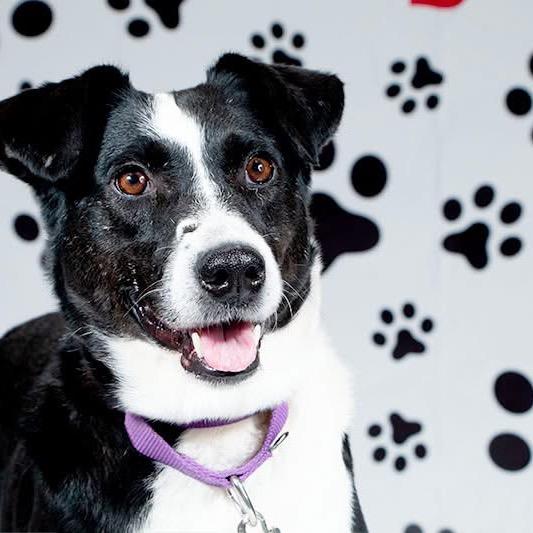 Verona, a Adoptable Mixed Breed in Fredericksburg, VA image 3/4