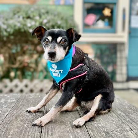 Suki — thumbnail 2