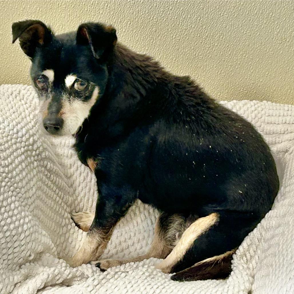 Suki — thumbnail 4