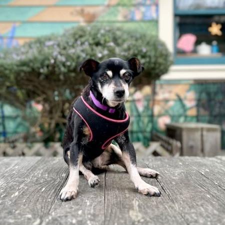 Suki — thumbnail 5