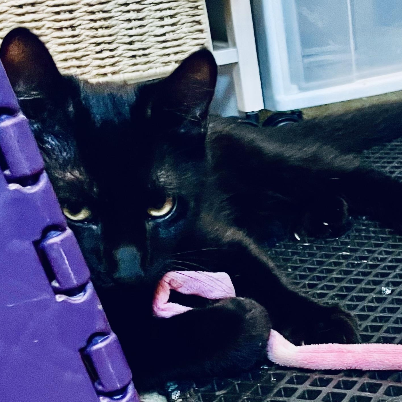 Latte, a Adoptable Domestic Short Hair in Woodbridge, VA image 4/4
