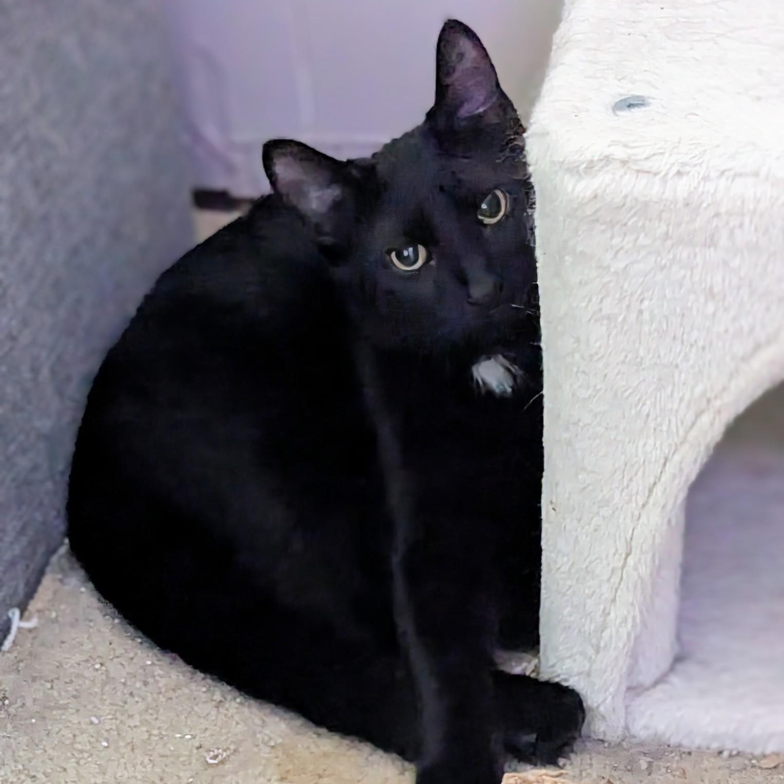 Latte, a Adoptable Domestic Short Hair in Woodbridge, VA image 2/4