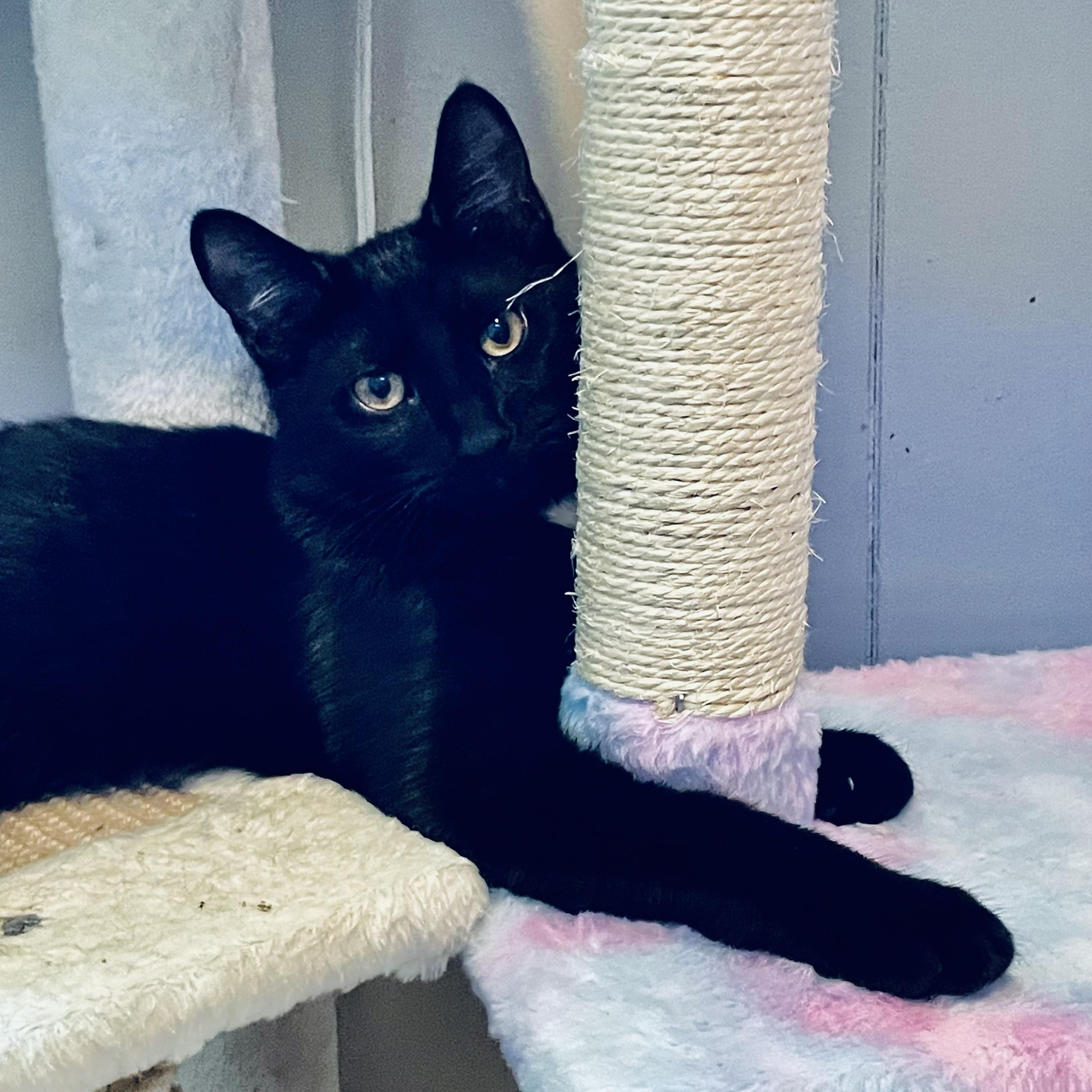 Latte, a Adoptable Domestic Short Hair in Woodbridge, VA image 1/4