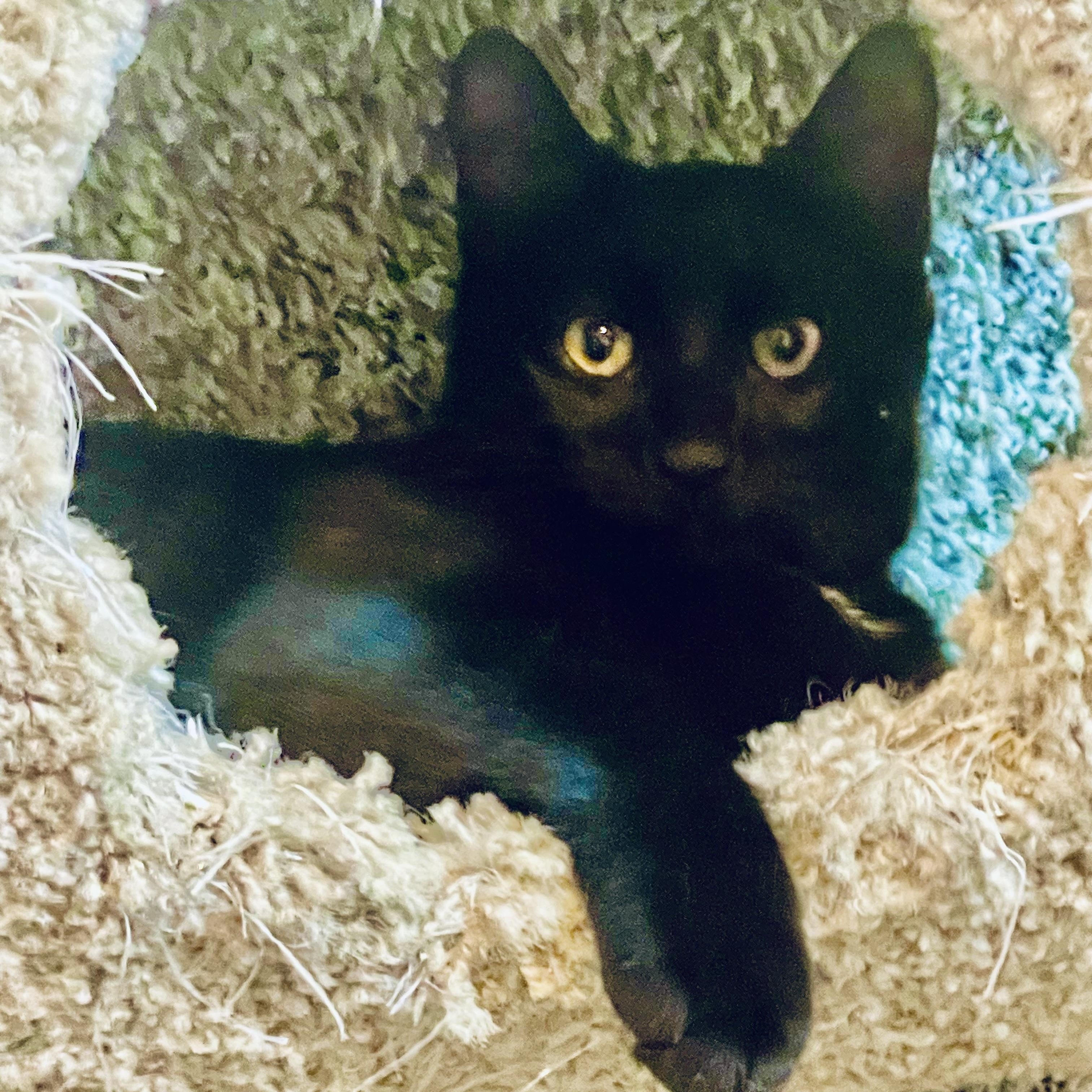 Latte, a Adoptable Domestic Short Hair in Woodbridge, VA image 3/4