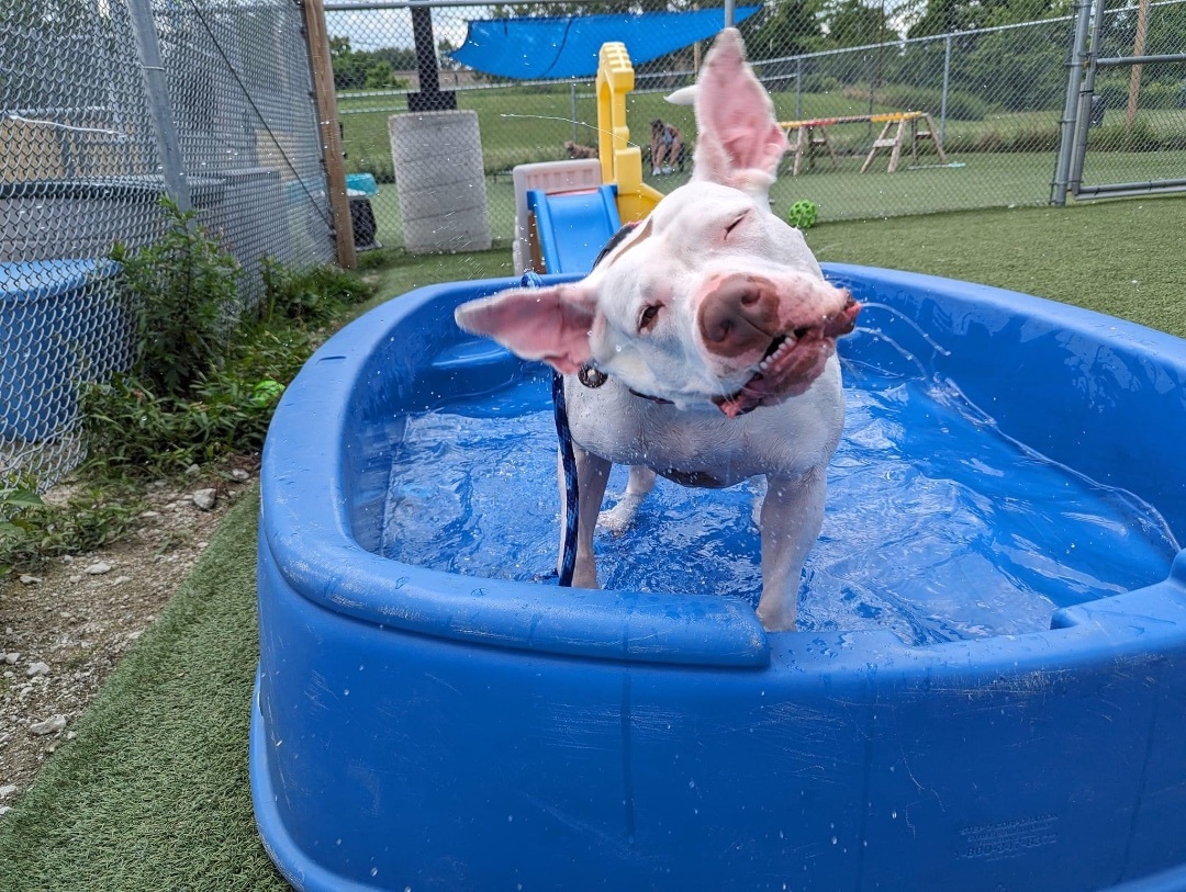 Dara, a Adoptable mixed breed in Cleveland, OH image 6/6