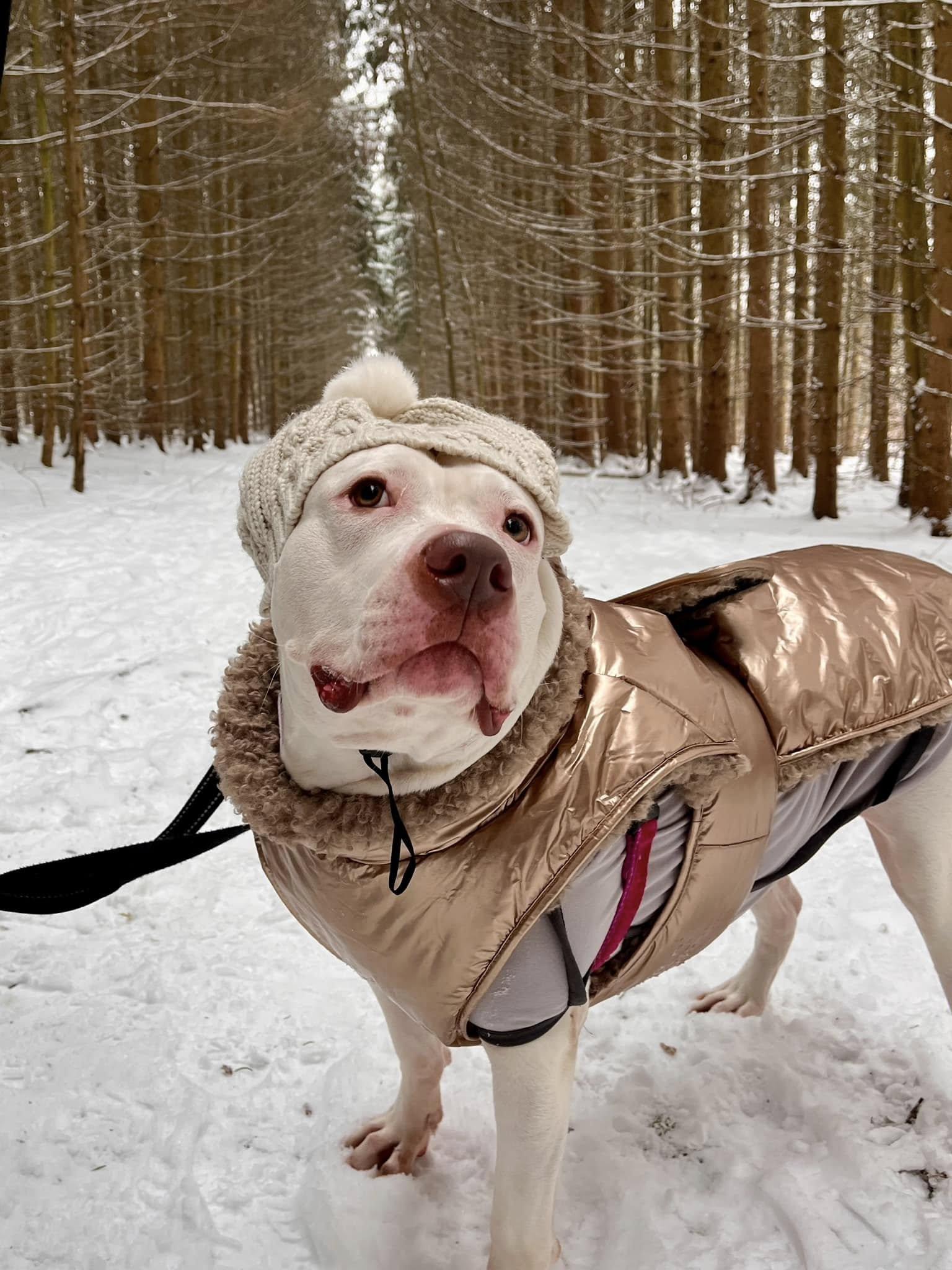 Dara, a Adoptable mixed breed in Cleveland, OH image 2/6