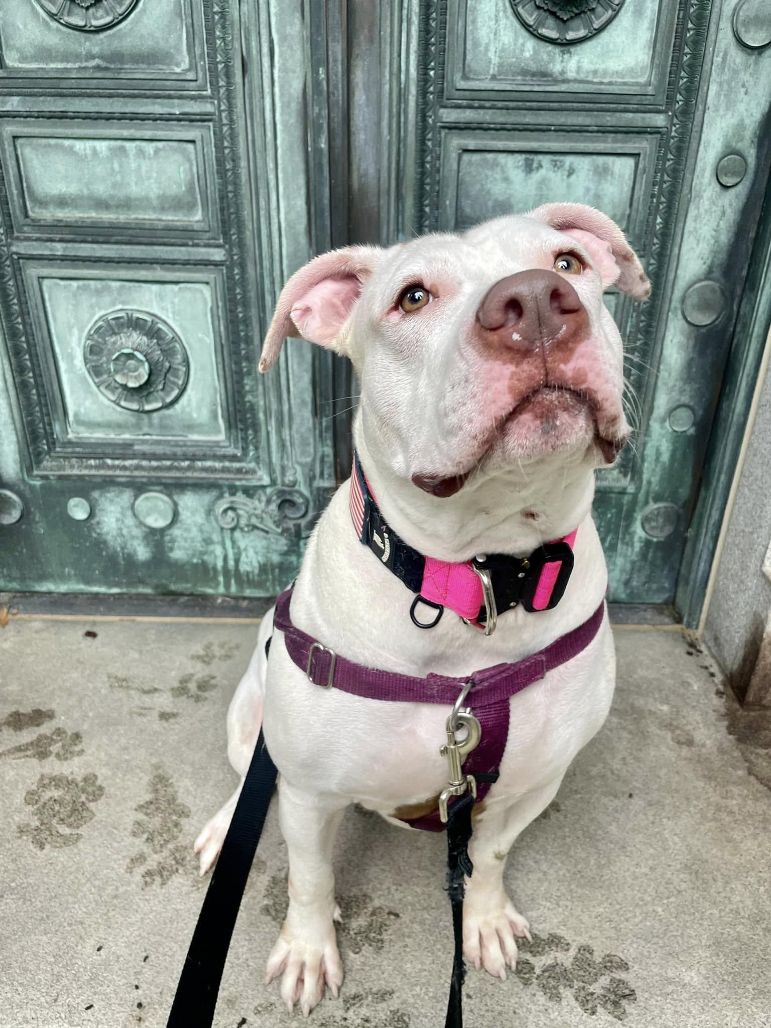 Enlarge Dara, a Adoptable mixed breed in Cleveland, OH image 6/6