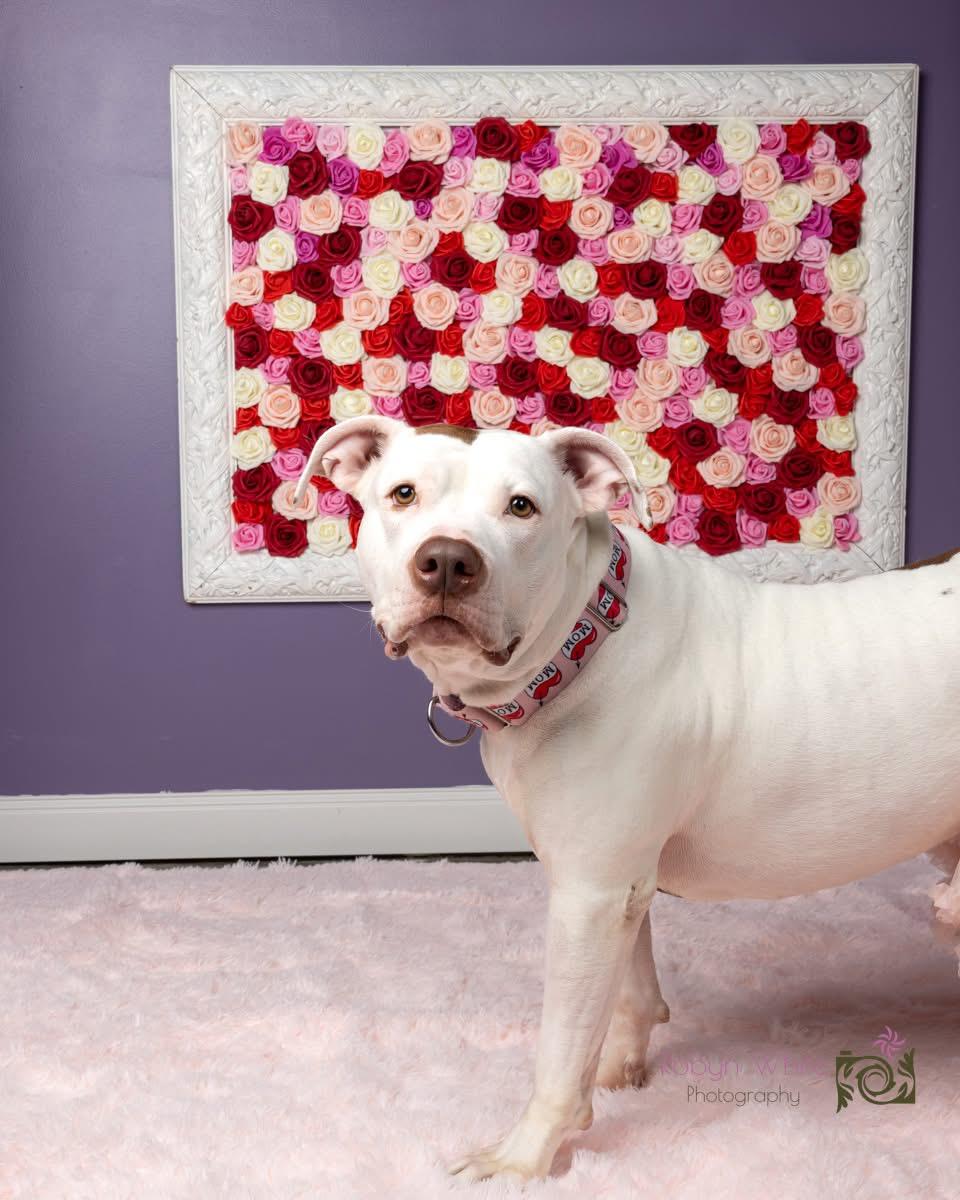 Dara, a Adoptable mixed breed in Cleveland, OH image 3/6