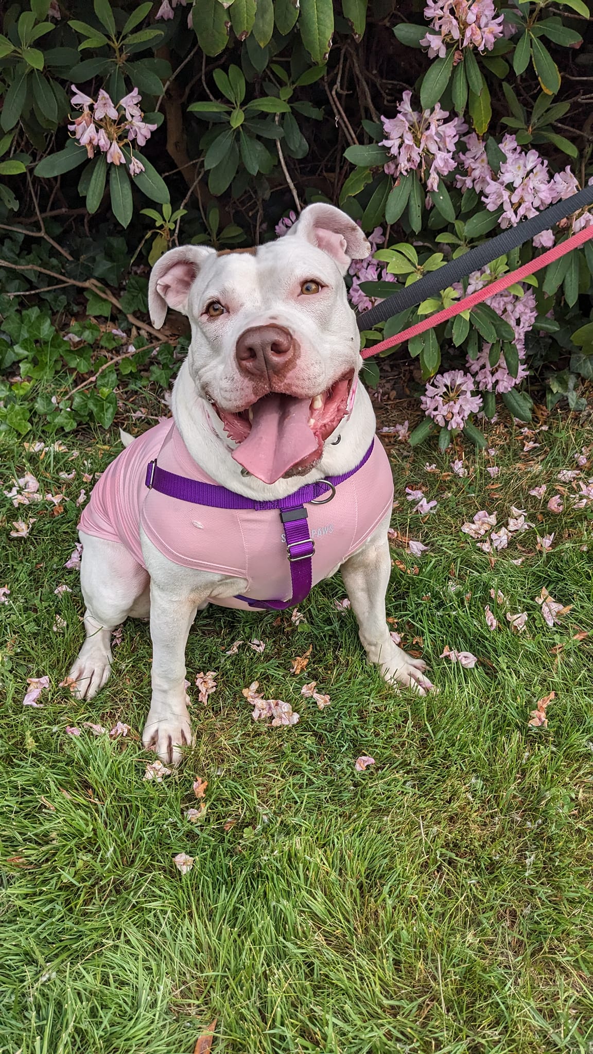 Dara, a Adoptable mixed breed in Cleveland, OH image 1/6