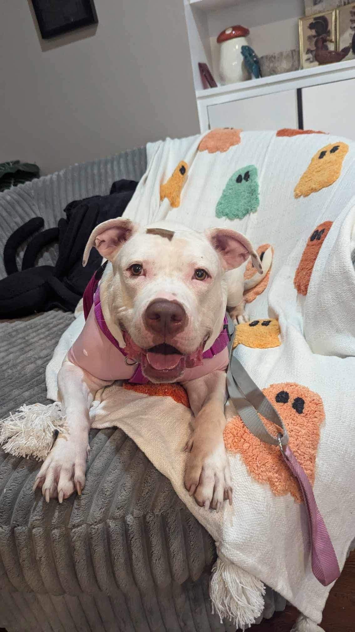 Dara, a Adoptable mixed breed in Cleveland, OH image 4/6