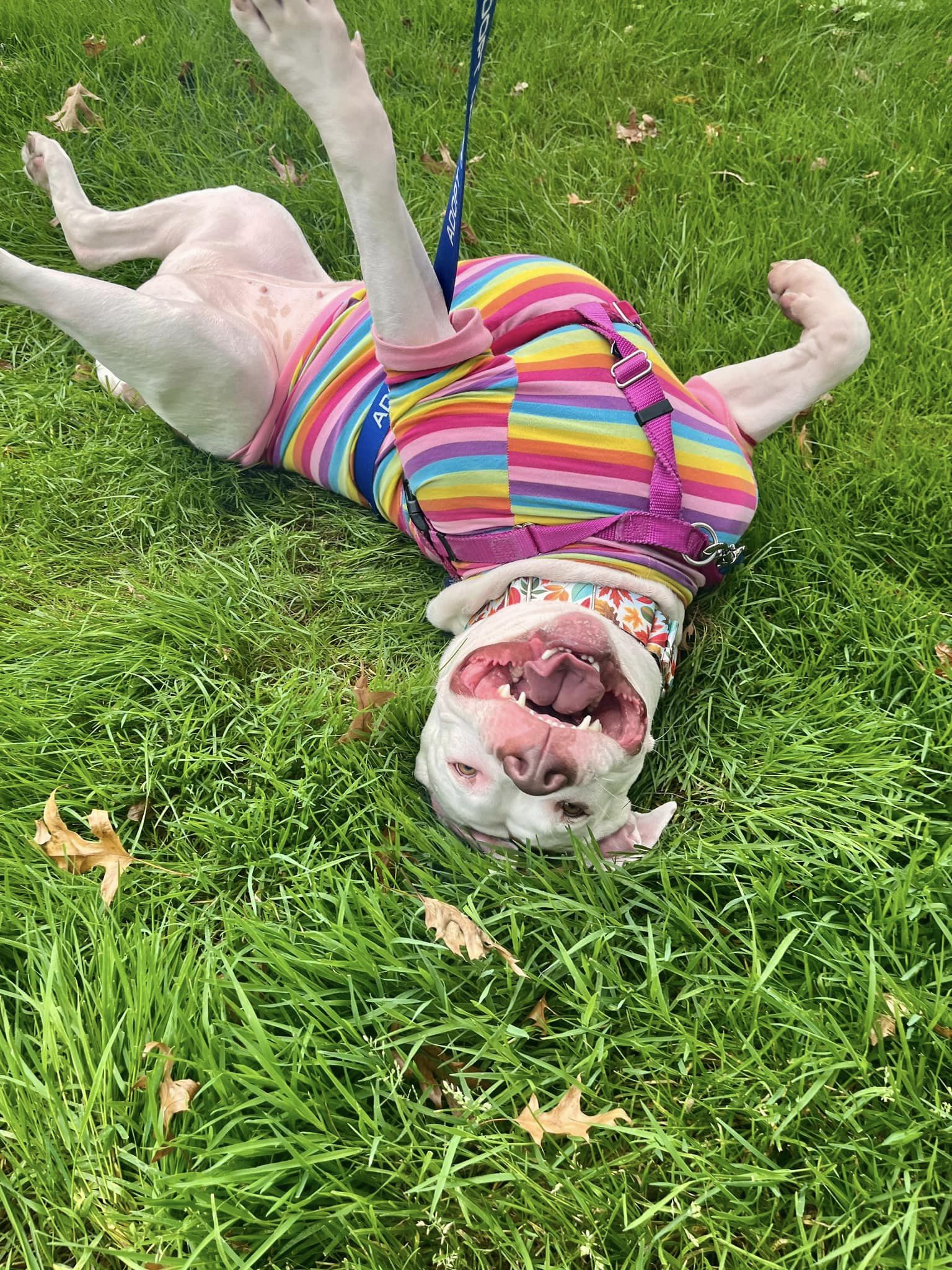 Dara, a Adoptable mixed breed in Cleveland, OH image 5/6