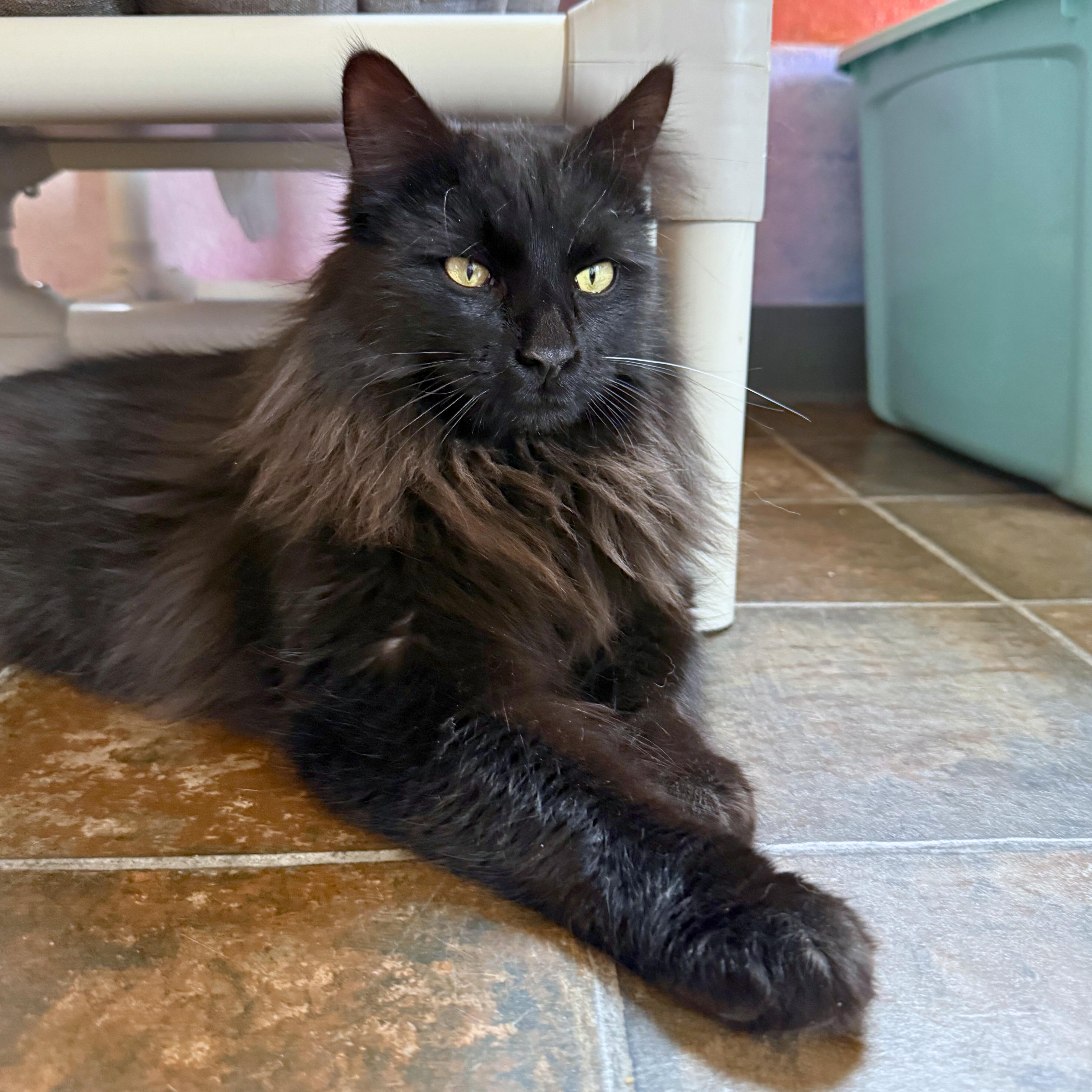 Raj, adopted, Adult Male Domestic Long Hair.