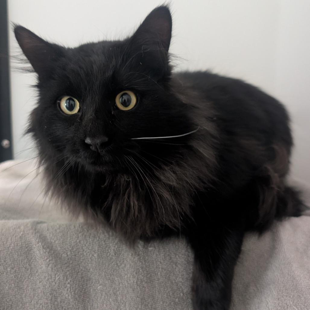 Enlarge Raj, an adopted Domestic Long Hair in Ridgway, CO image 6/6