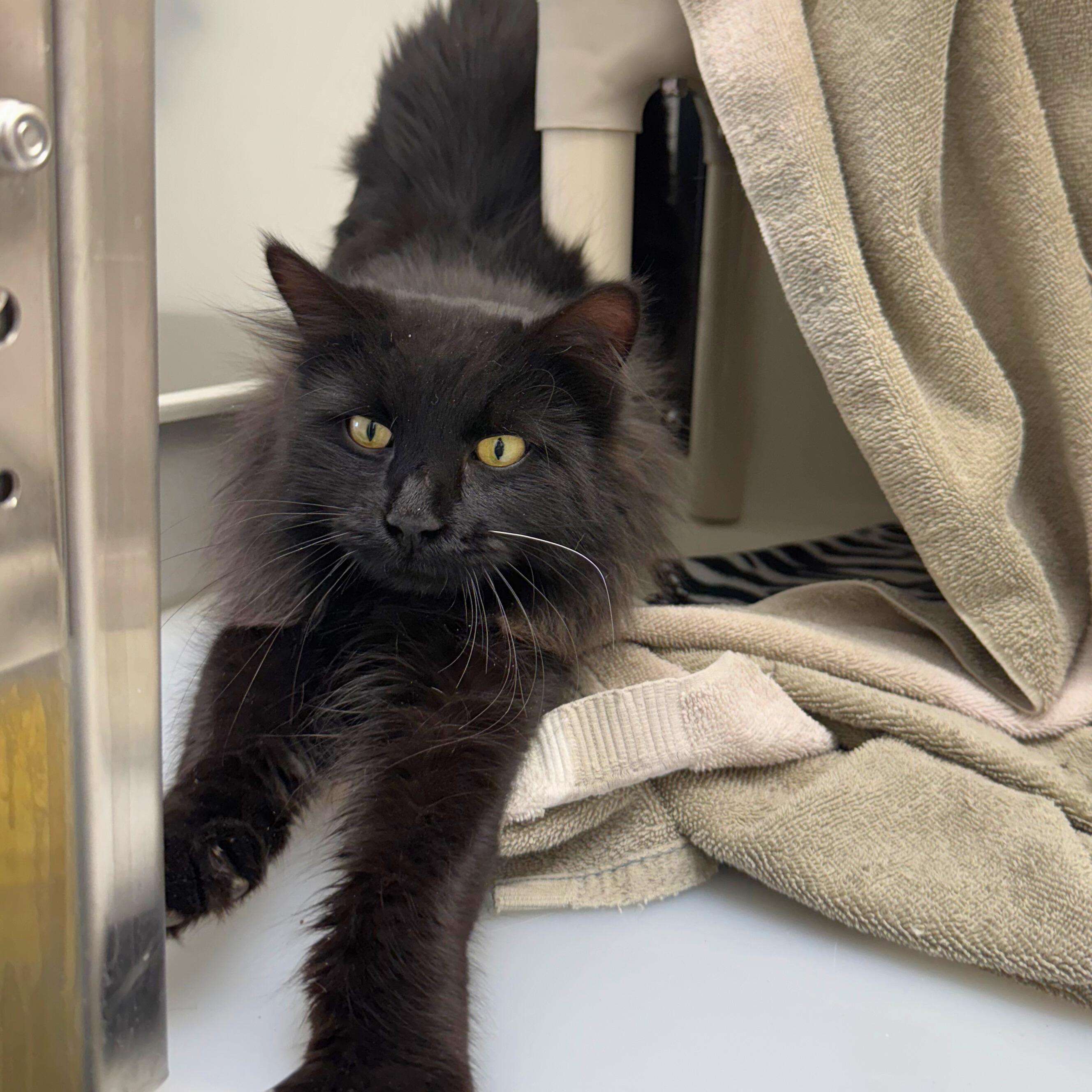 Enlarge Raj, an adopted Domestic Long Hair in Ridgway, CO image 5/6