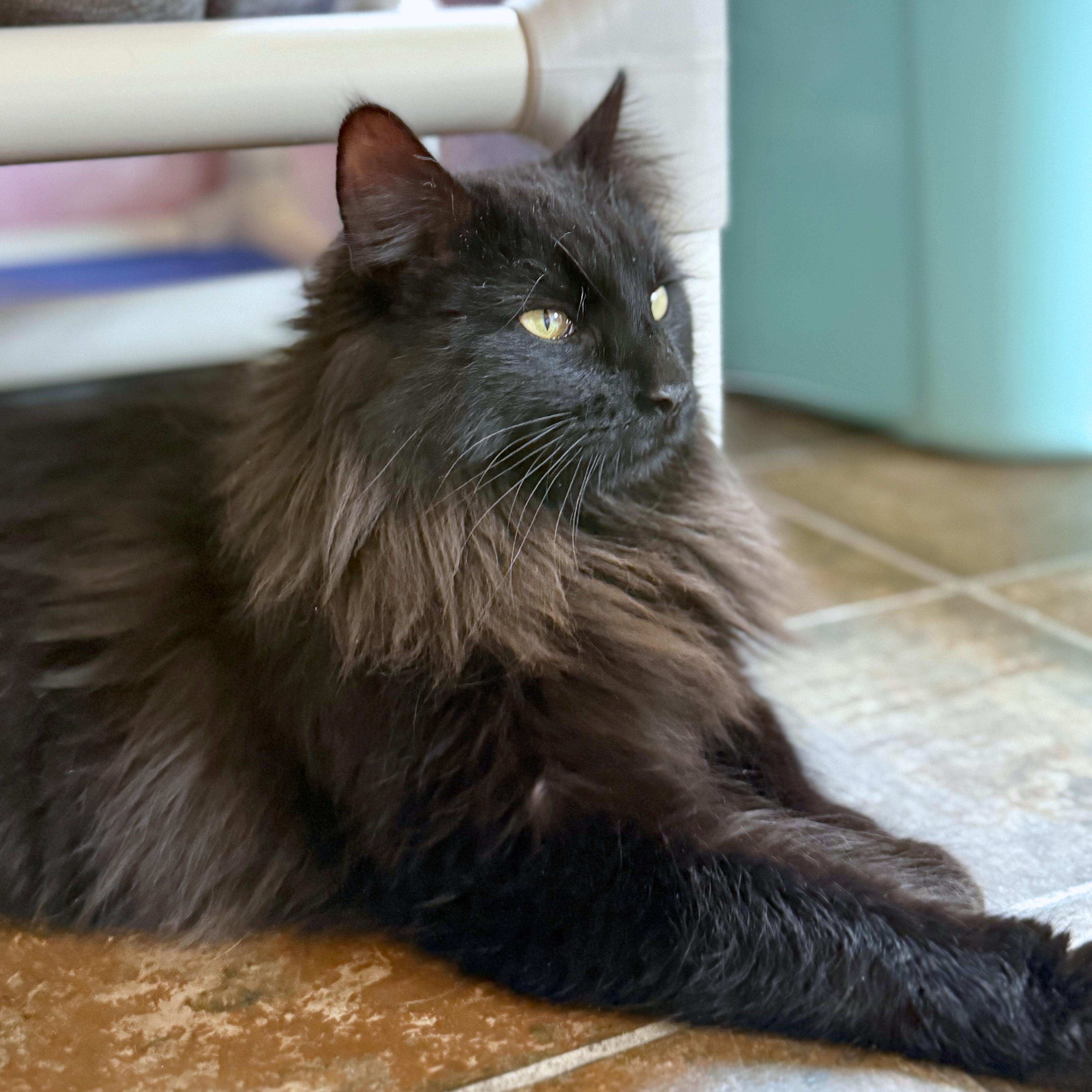 Enlarge Raj, an adopted Domestic Long Hair in Ridgway, CO image 3/6