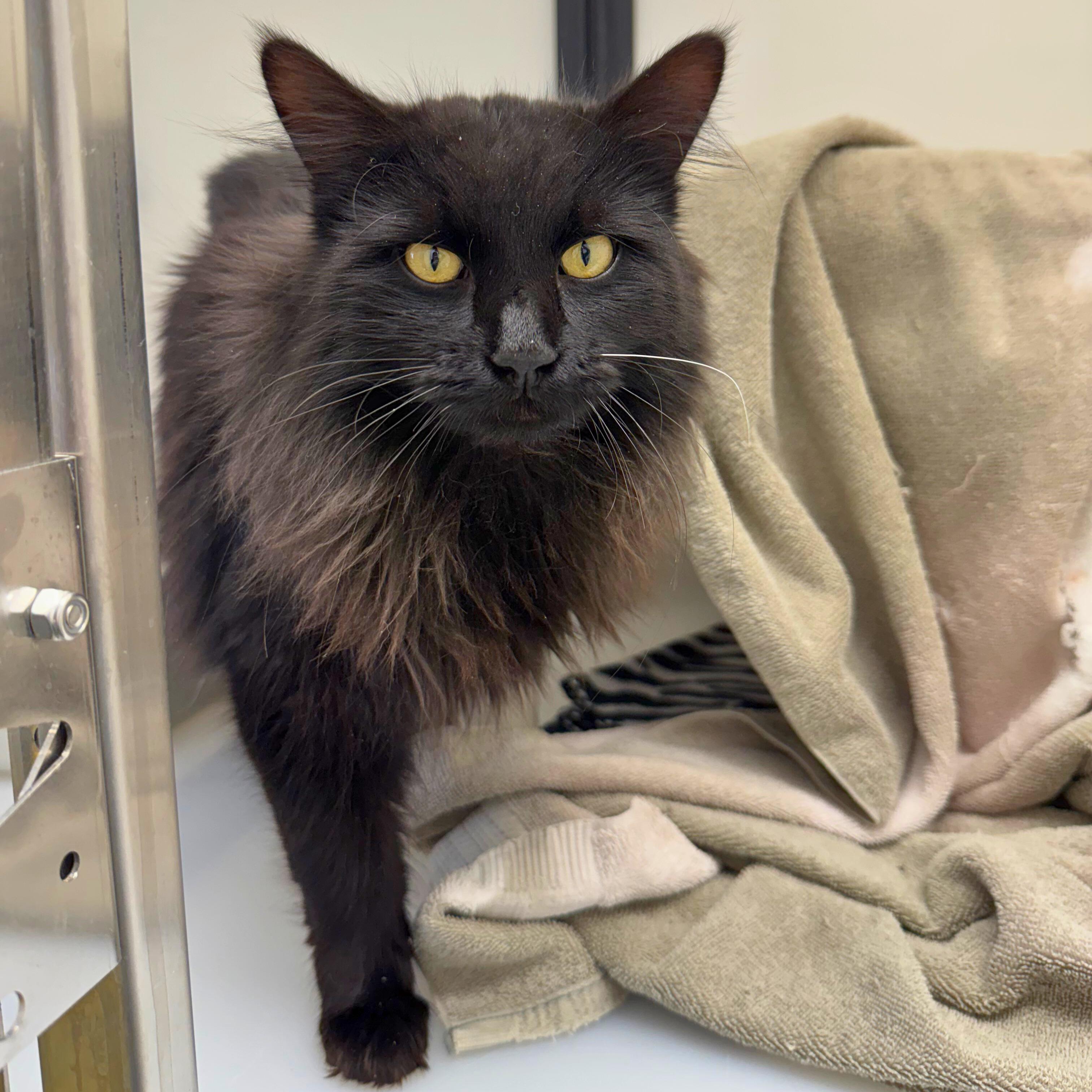 Enlarge Raj, an adopted Domestic Long Hair in Ridgway, CO image 4/6