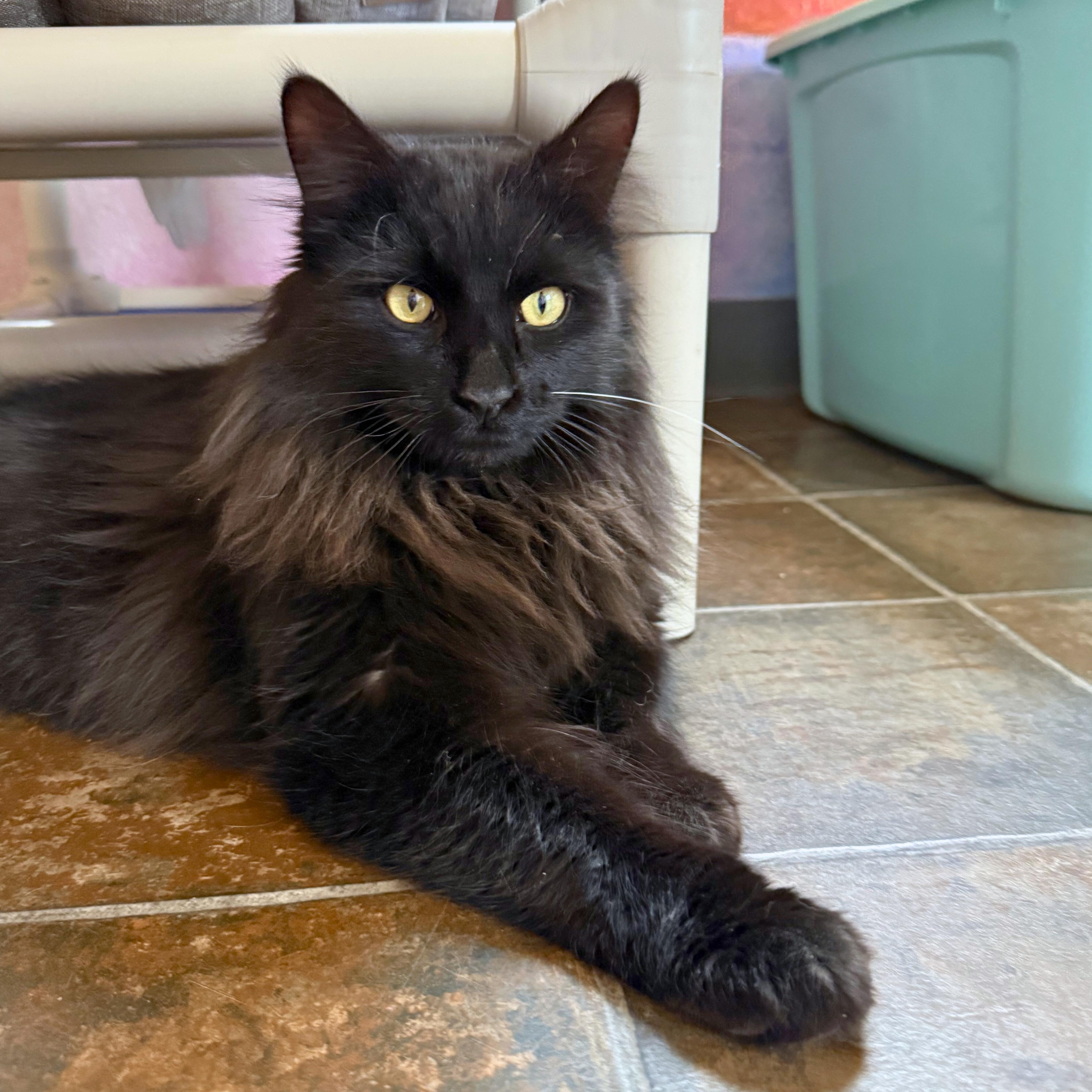 Enlarge Raj, an adopted Domestic Long Hair in Ridgway, CO image 2/6