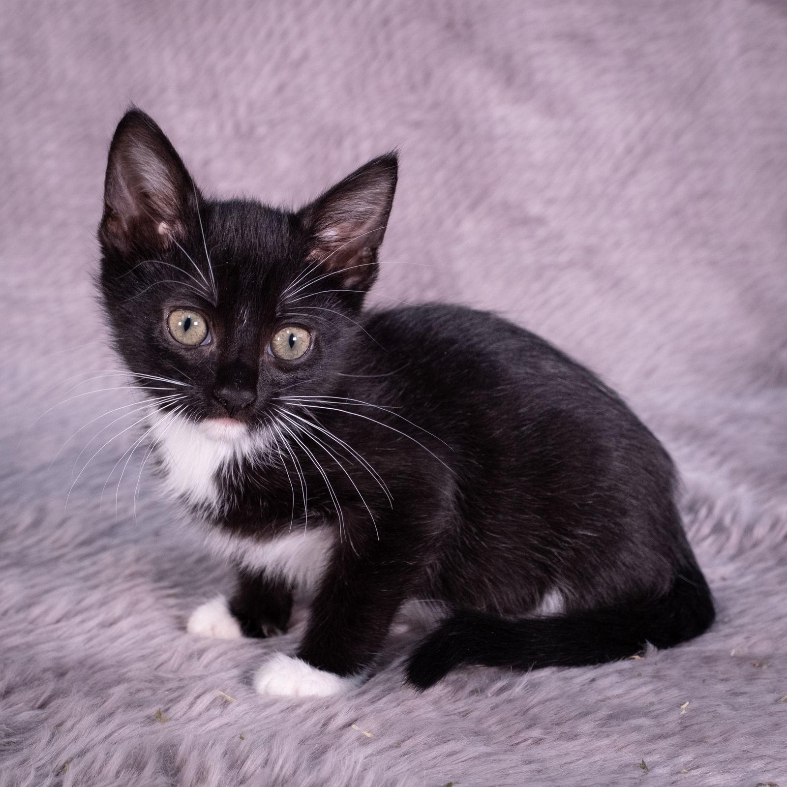 Macaron - Andrea foster, a Adoptable Domestic Short Hair in Social Circle, GA image 1/3