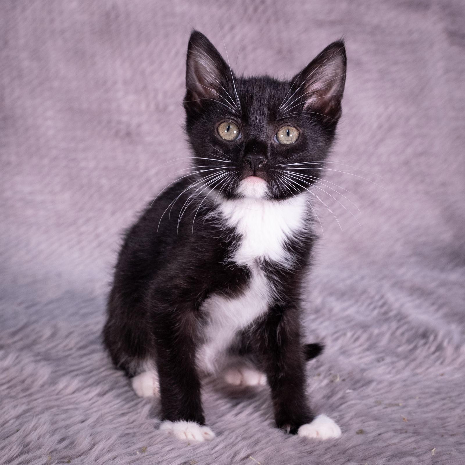 Macaron - Andrea foster, a Adoptable Domestic Short Hair in Social Circle, GA image 2/3