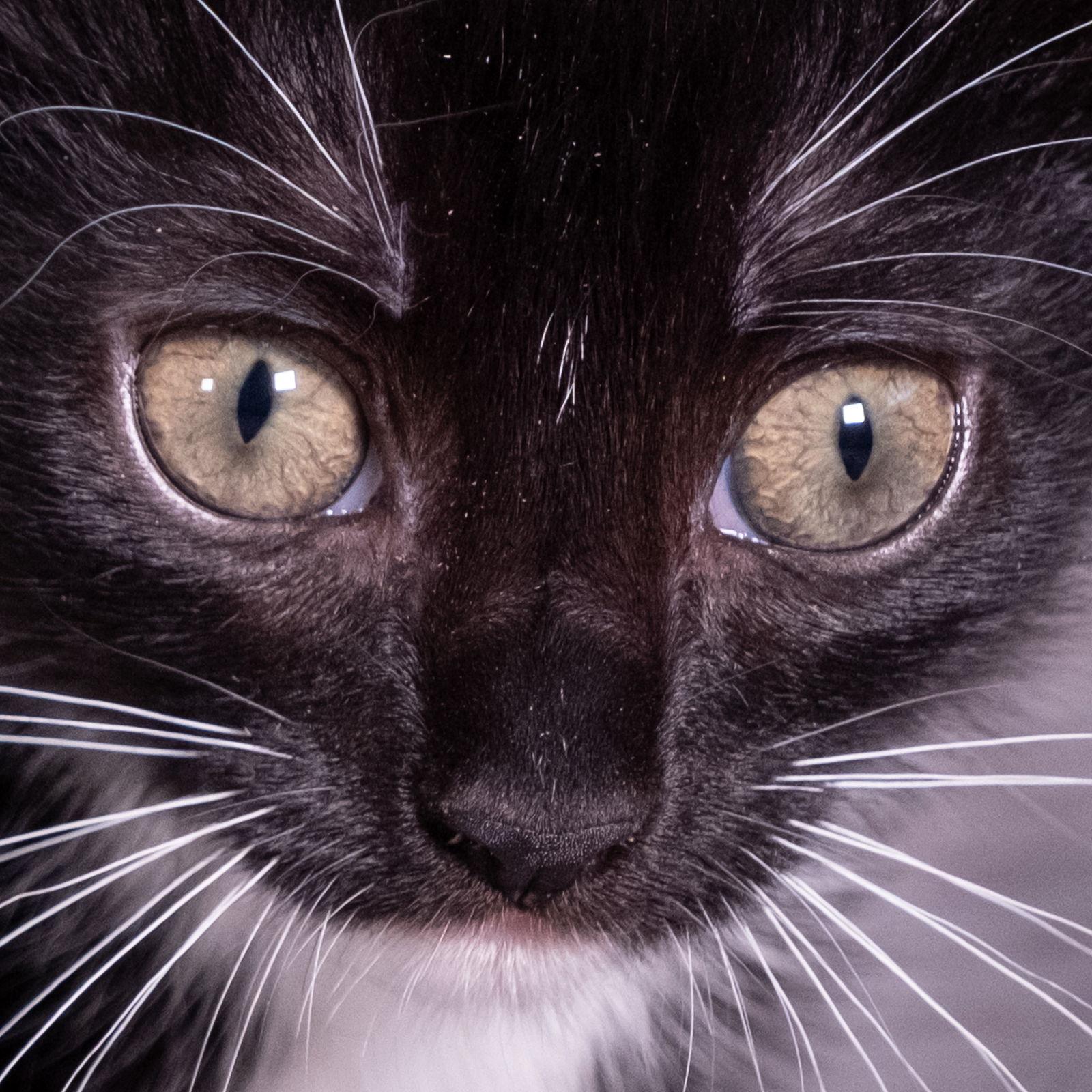 Macaron - Andrea foster, a Adoptable Domestic Short Hair in Social Circle, GA image 3/3