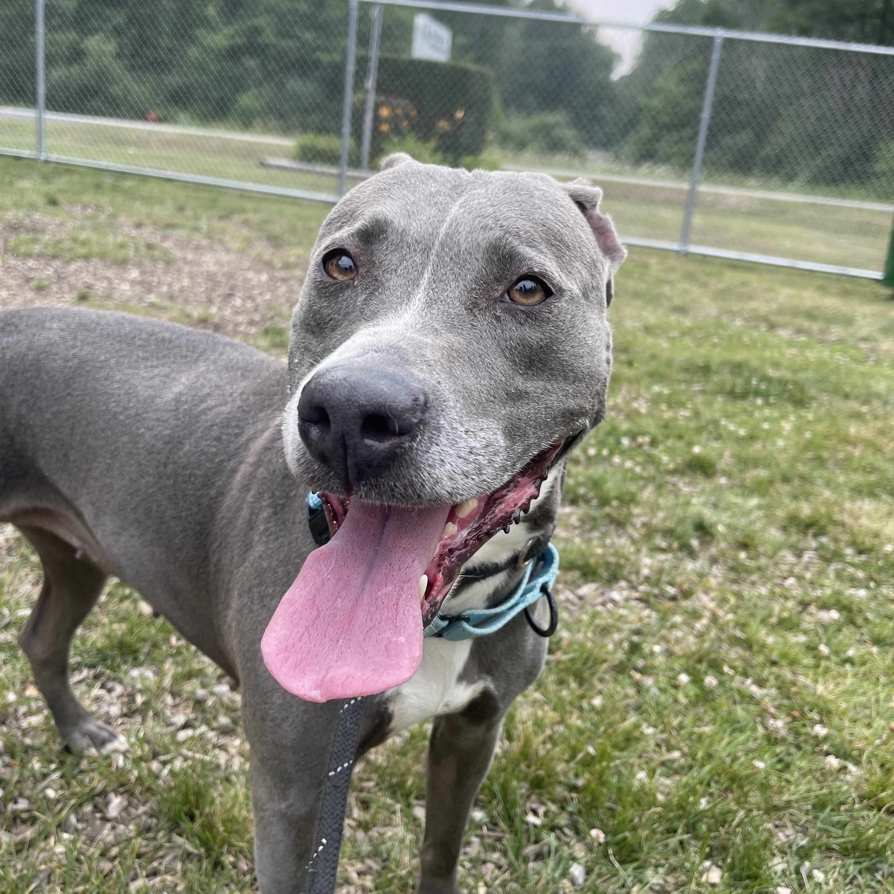 Sunday (Not On-site), Adoptable, Adult Female Mixed Breed.