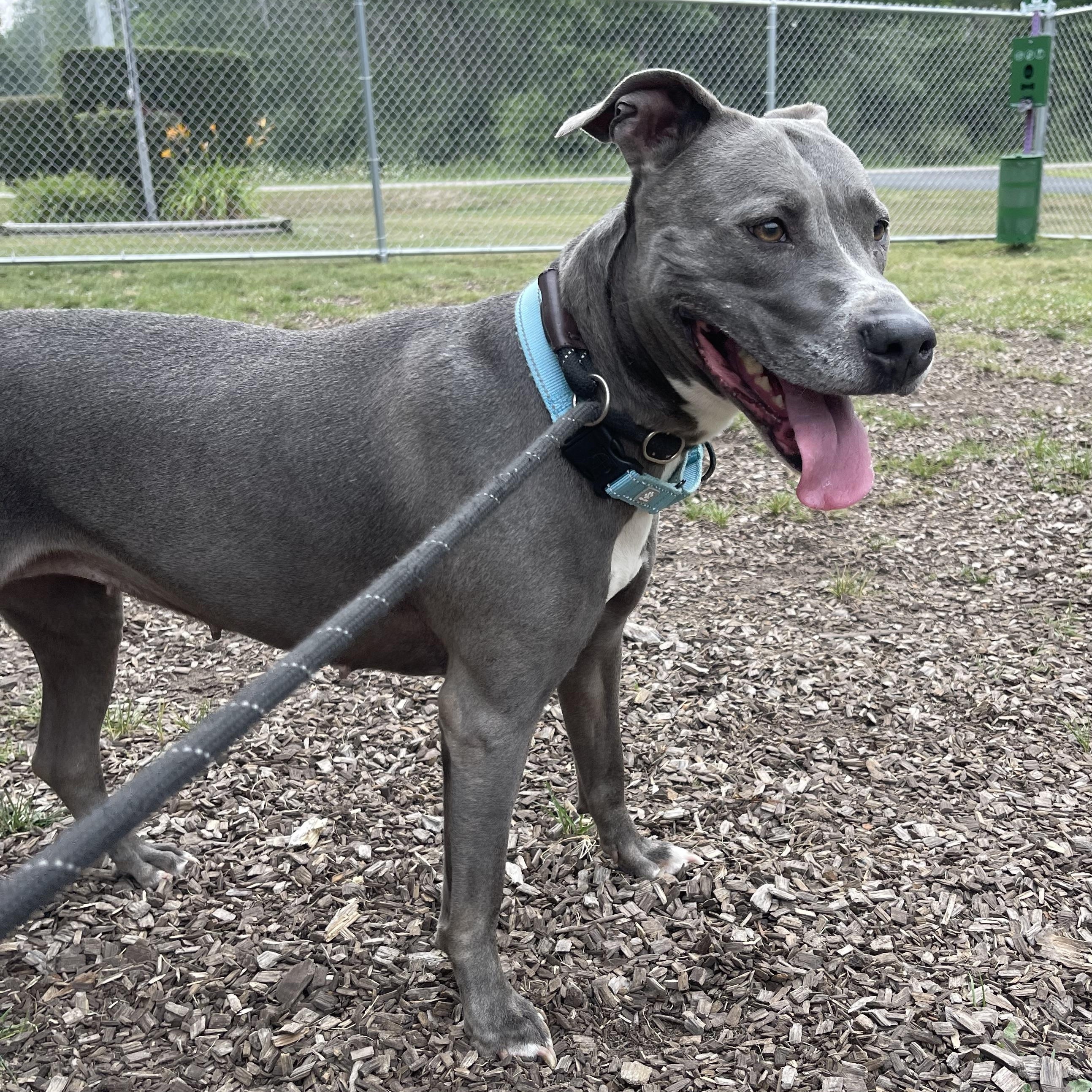 Sunday (Not On-site), a Adoptable Mixed Breed in Mount Pleasant, MI image 3/3