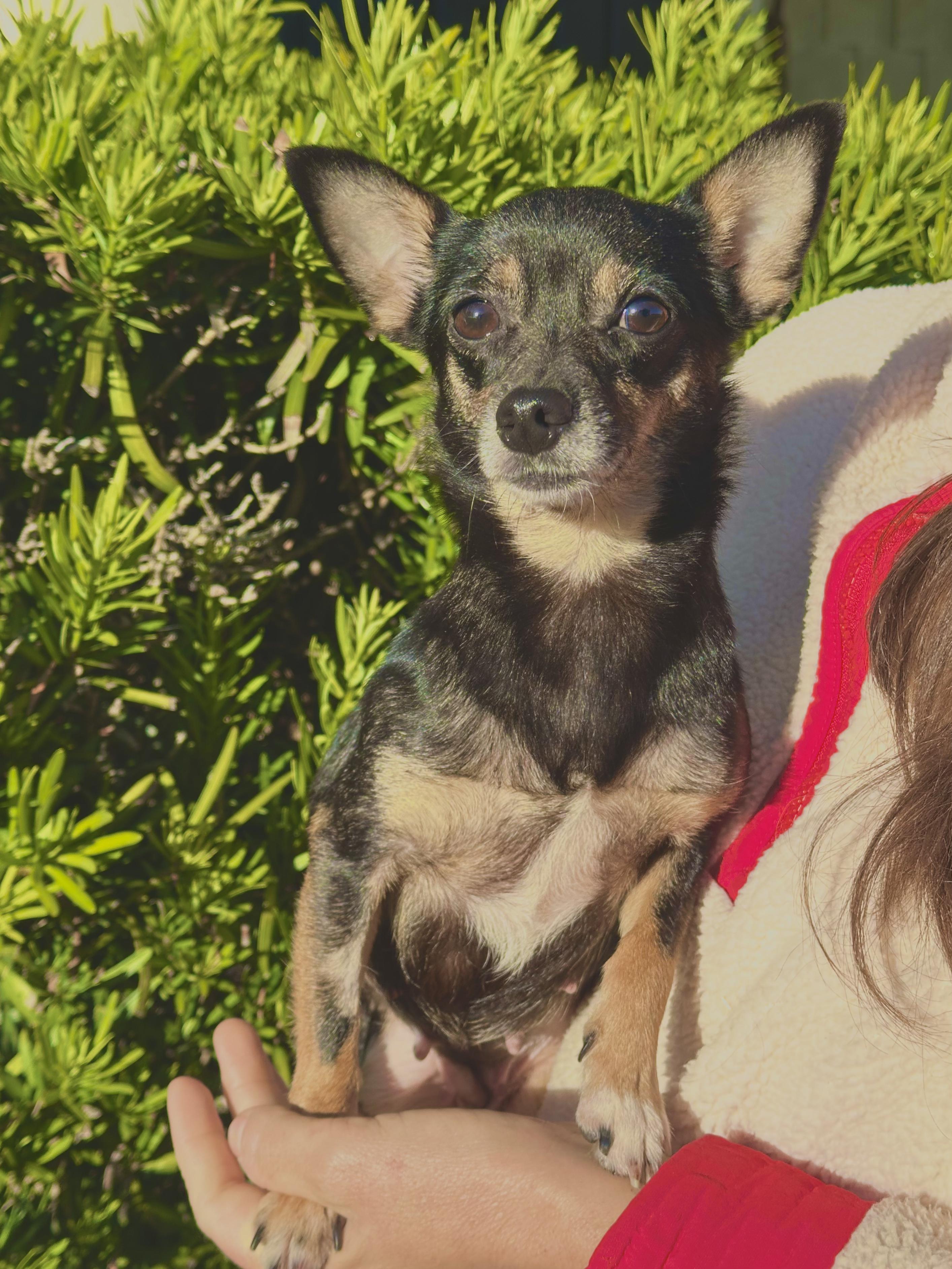 Enlarge Tilly, a ADOPTABLE Chihuahua in West Hollywood, CA image 1/1