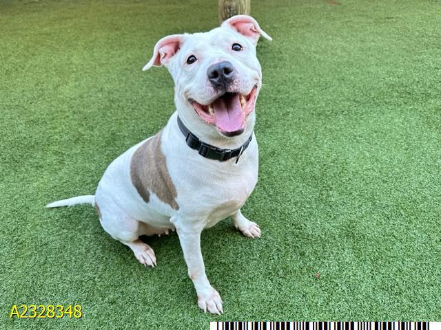 Enlarge STARR, a Adoptable Mixed Breed in West Palm Beach, FL image 1/1