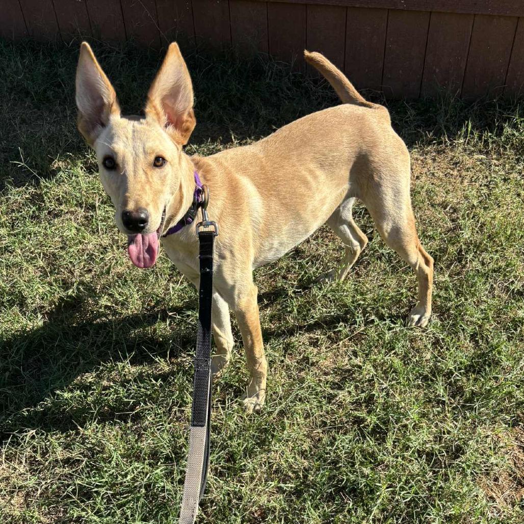 Maddie RW, a Adoptable mixed breed in Jacksonville, FL image 3/6