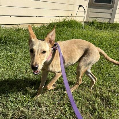 Maddie RW, a Adoptable mixed breed in Jacksonville, FL image 4/6