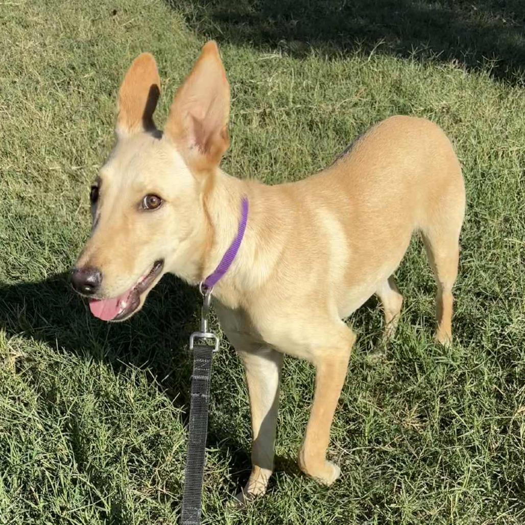 Maddie RW, a Adoptable mixed breed in Jacksonville, FL image 5/6