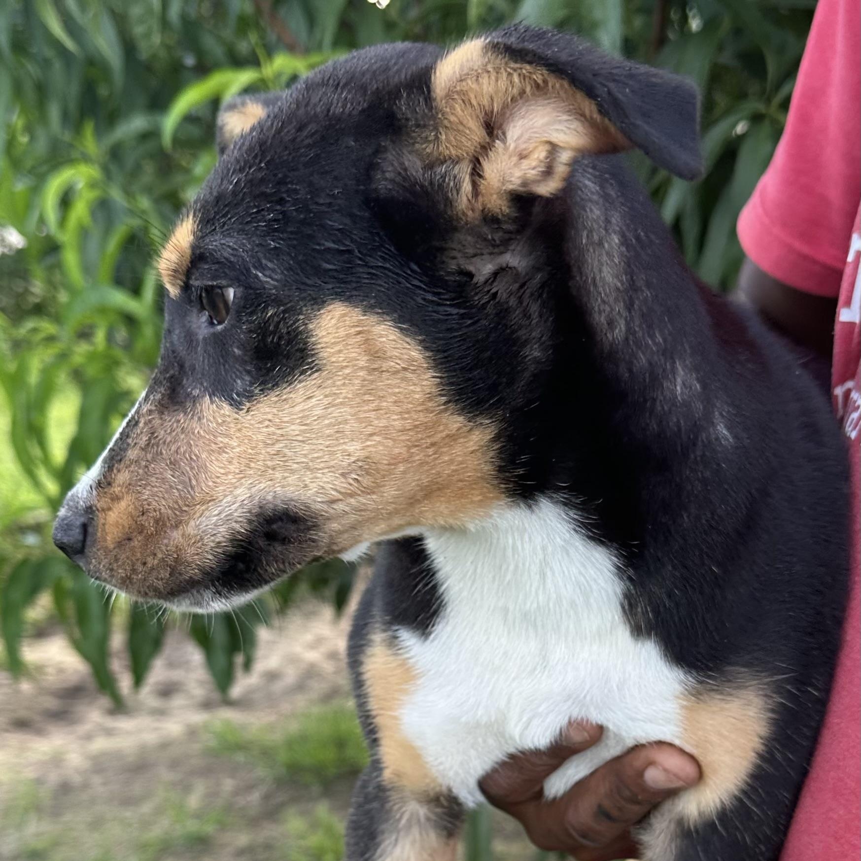 Sandy - Local August 28-30, an adoptable mixed breed in Hillsboro, OR image 2/6