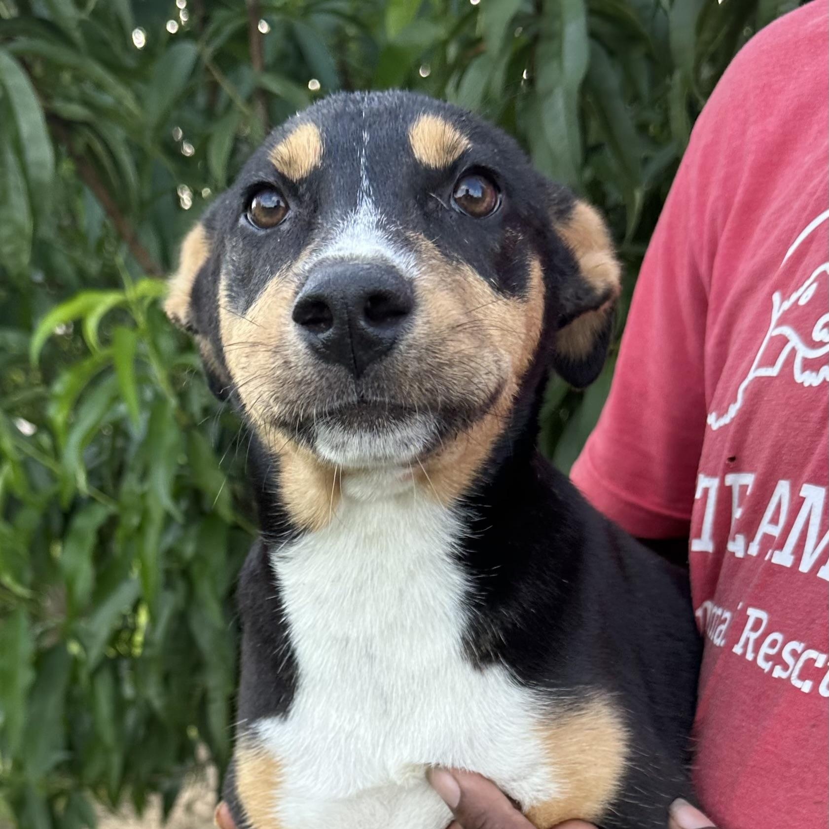 Sandy - Local August 28-30, adoptable, Puppy Female Labrador Retriever.