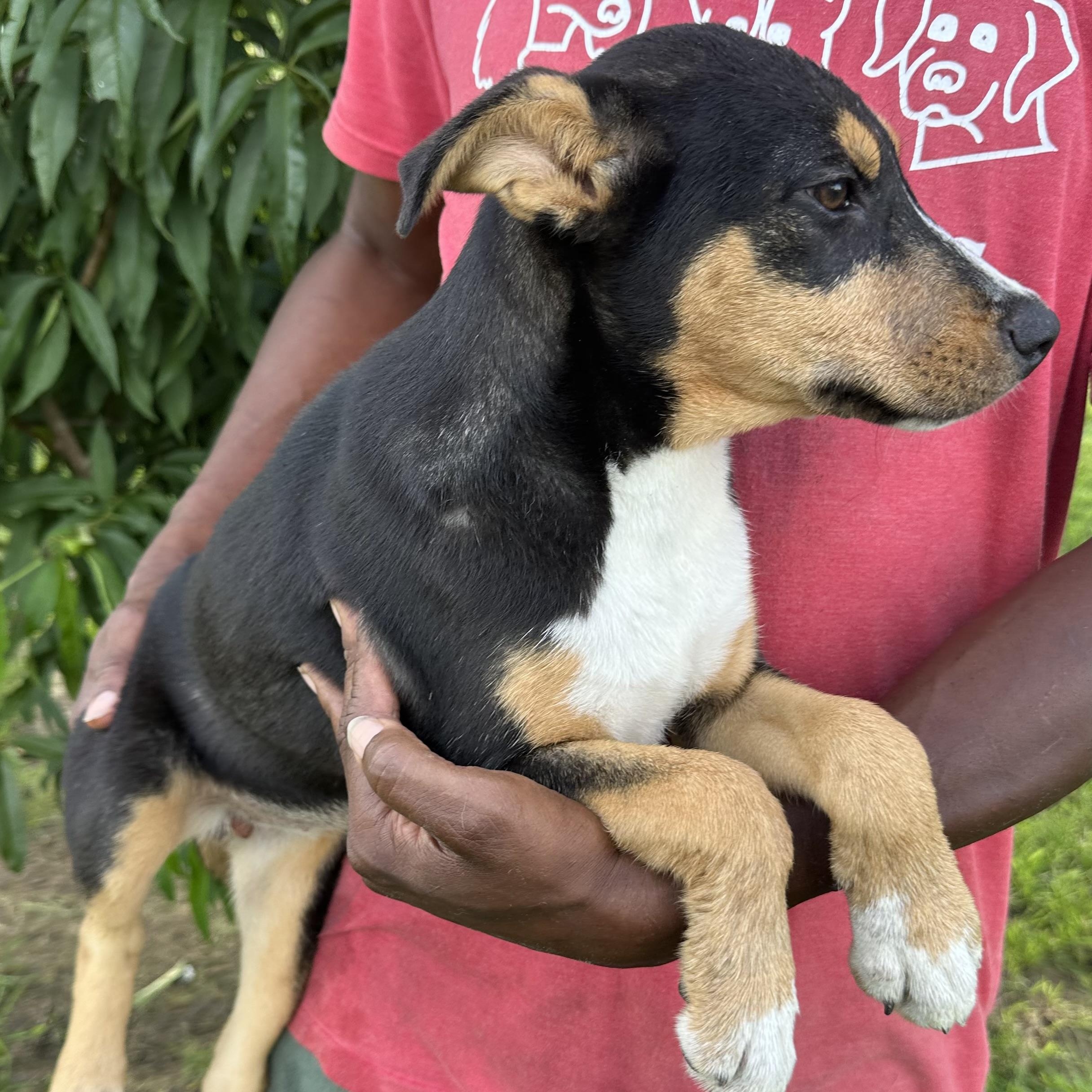 Sandy - Local August 28-30, an adoptable mixed breed in Hillsboro, OR image 6/6