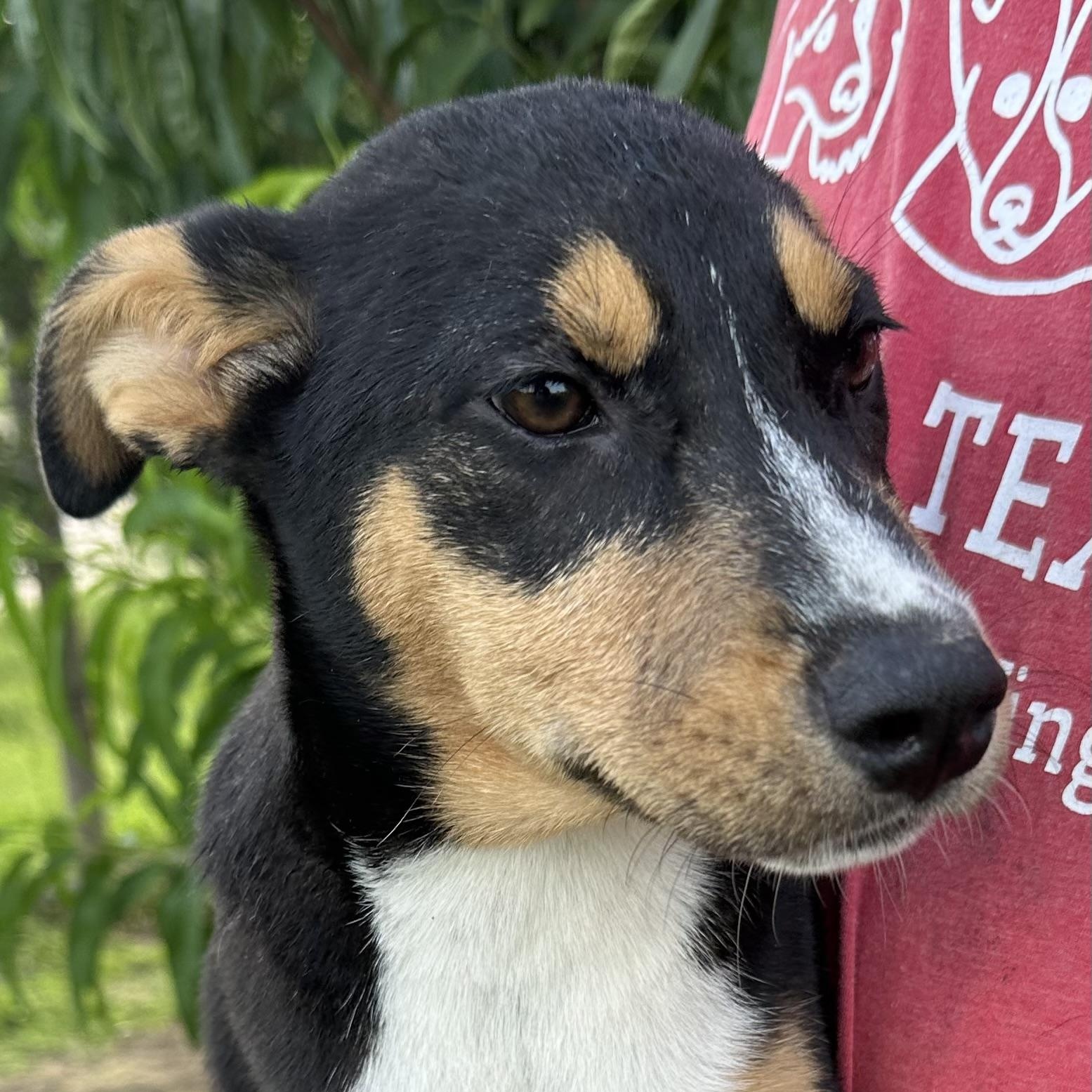 Sandy - Local August 28-30, an adoptable mixed breed in Hillsboro, OR image 4/6